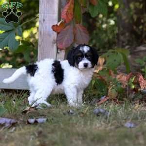 Wyatt, Cavapoo Puppy